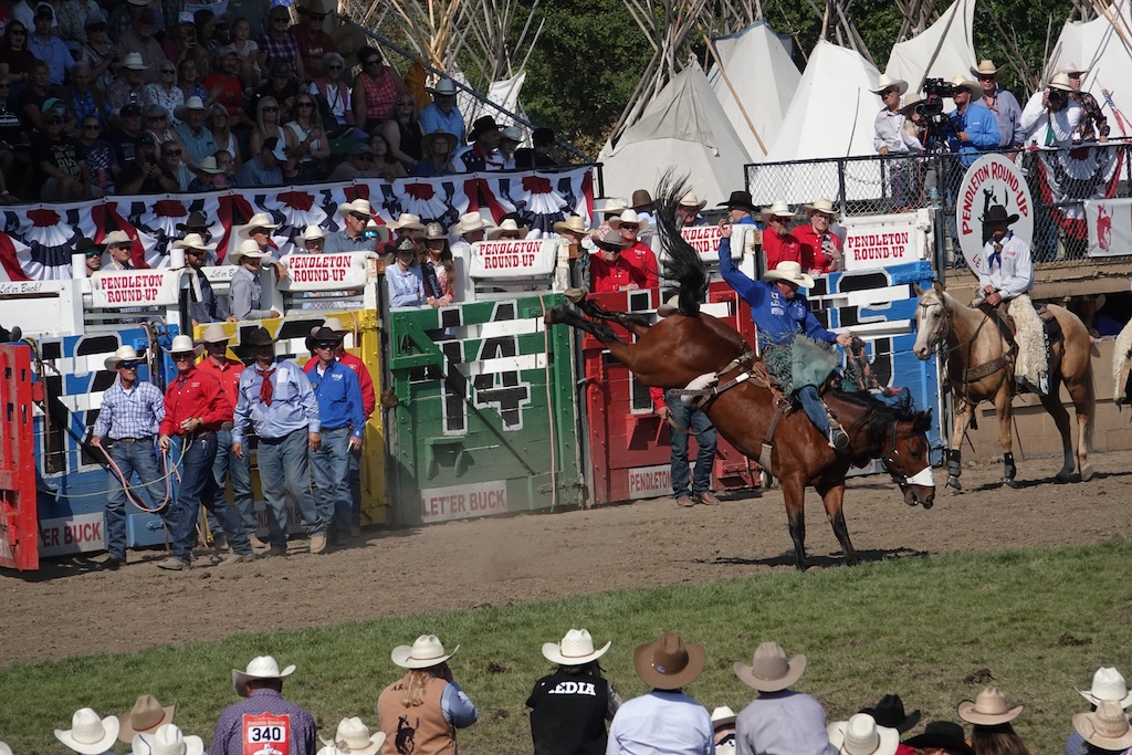 Pendleton Bronc Let ‘er Buck: 2025 Pendleton Roundup Travel Journal – Ramblings and ...